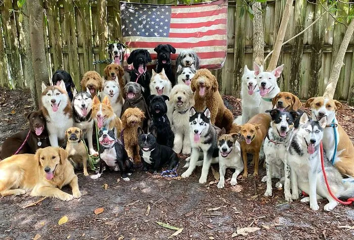 This Dog Daycare Has Mastered Getting Dozens Of Dogs To Pose Together, And Here Are 31 Of Their New Group Photos