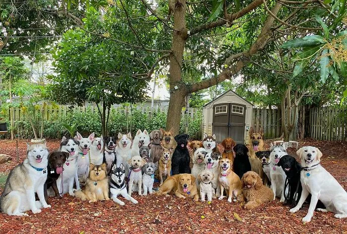This Dog Daycare Has Mastered Getting Dozens Of Dogs To Pose Together, And Here Are 31 Of Their New Group Photos