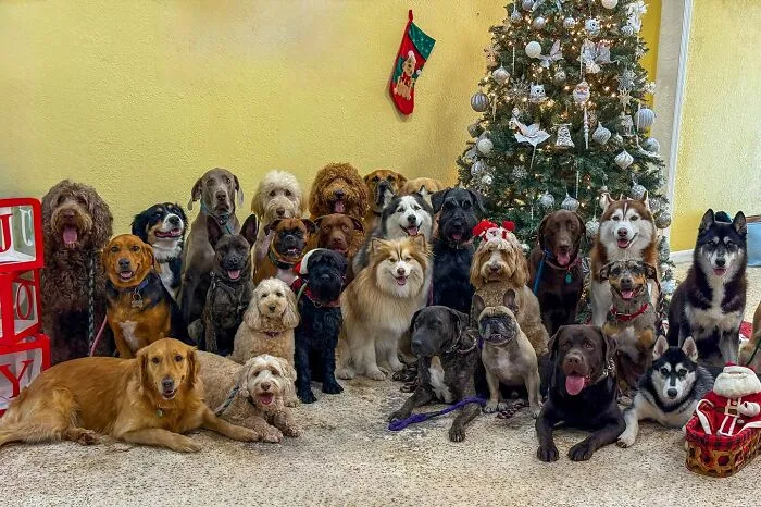 This Dog Daycare Has Mastered Getting Dozens Of Dogs To Pose Together, And Here Are 31 Of Their New Group Photos