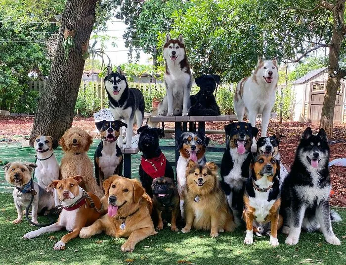 This Dog Daycare Has Mastered Getting Dozens Of Dogs To Pose Together, And Here Are 31 Of Their New Group Photos