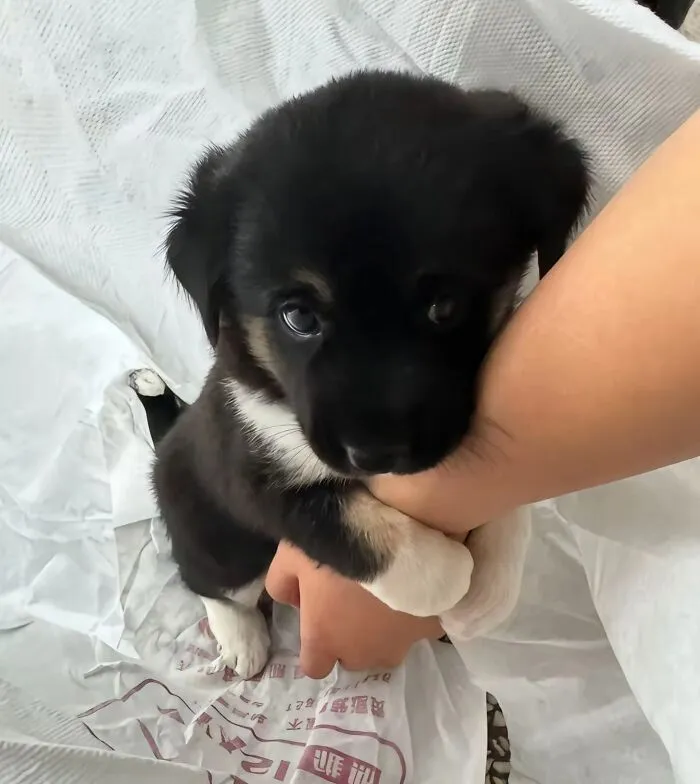 60 Of The Sweetest Tiny Animals Shared By The ‘Smol Posts’ Page