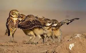 40 Of The Funniest Wildlife Photos Ever Captured At Exactly The Right Moment