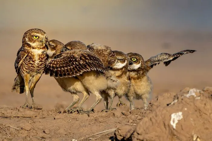 30 Fotos divertidas de fauna captadas en el momento justo
