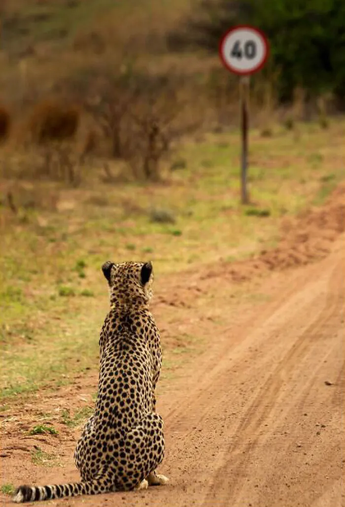 30 Fotos divertidas de fauna captadas en el momento justo