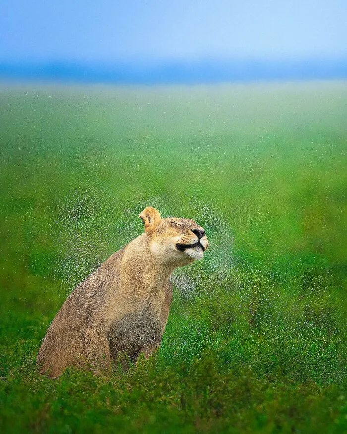 32 Powerful Animal Photos By Ze Da Quinta That Show Wildlife From Up Close