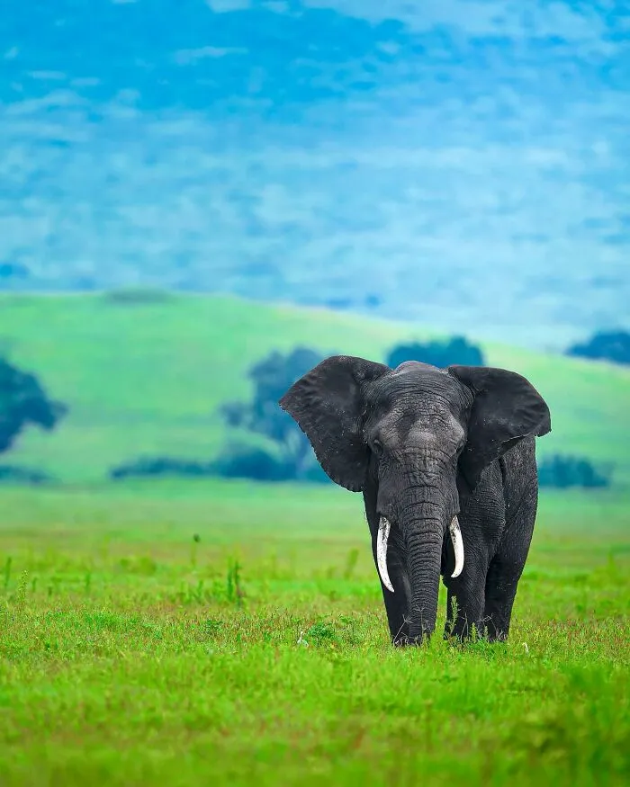 32 Powerful Animal Photos By Ze Da Quinta That Show Wildlife From Up Close
