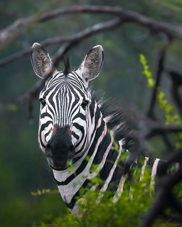 32 Powerful Animal Photos By Ze Da Quinta That Show Wildlife From Up Close