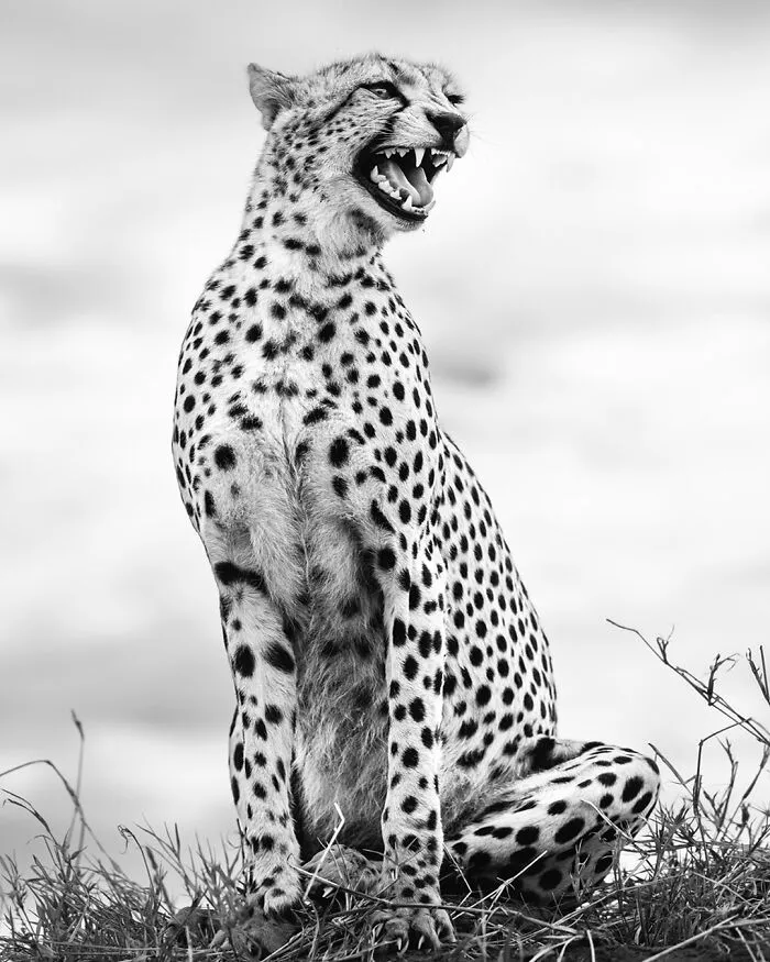50 Incredible Wildlife Shots By This Photographer, Along With The Memories Behind Each One