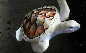 40 Times Nature "Ran Out Of Ink" And Created These Breathtakingly Beautiful Albino Animals