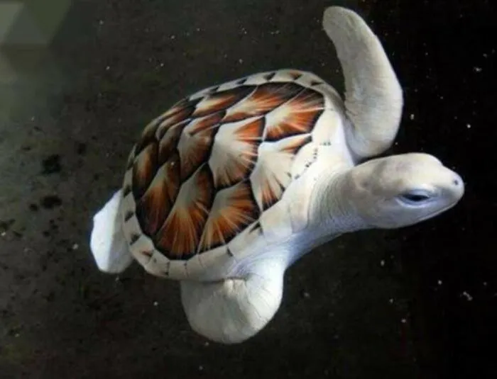 This Facebook Page Is Dedicated To Rare Albino Animals, And These Photos Show Just How Stunning Nature Can Be (40 Pics)