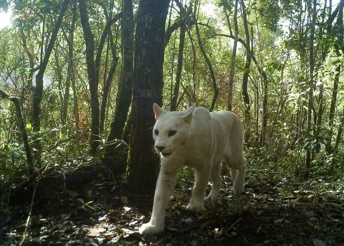 40 Times Nature "Ran Out Of Ink" And Created These Breathtakingly Beautiful Albino Animals