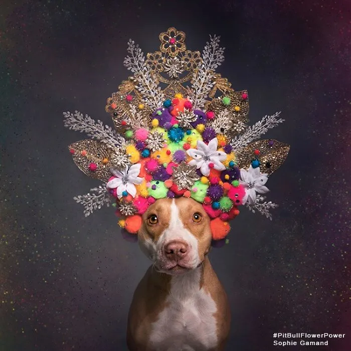 “He Isn’t A Pit Bull, He Is A Flower Dog!”: 26 New Photos Changing Perception One Person At A Time