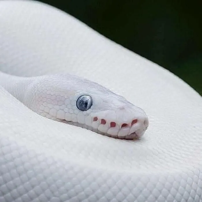 40 Times Nature "Ran Out Of Ink" And Created These Breathtakingly Beautiful Albino Animals