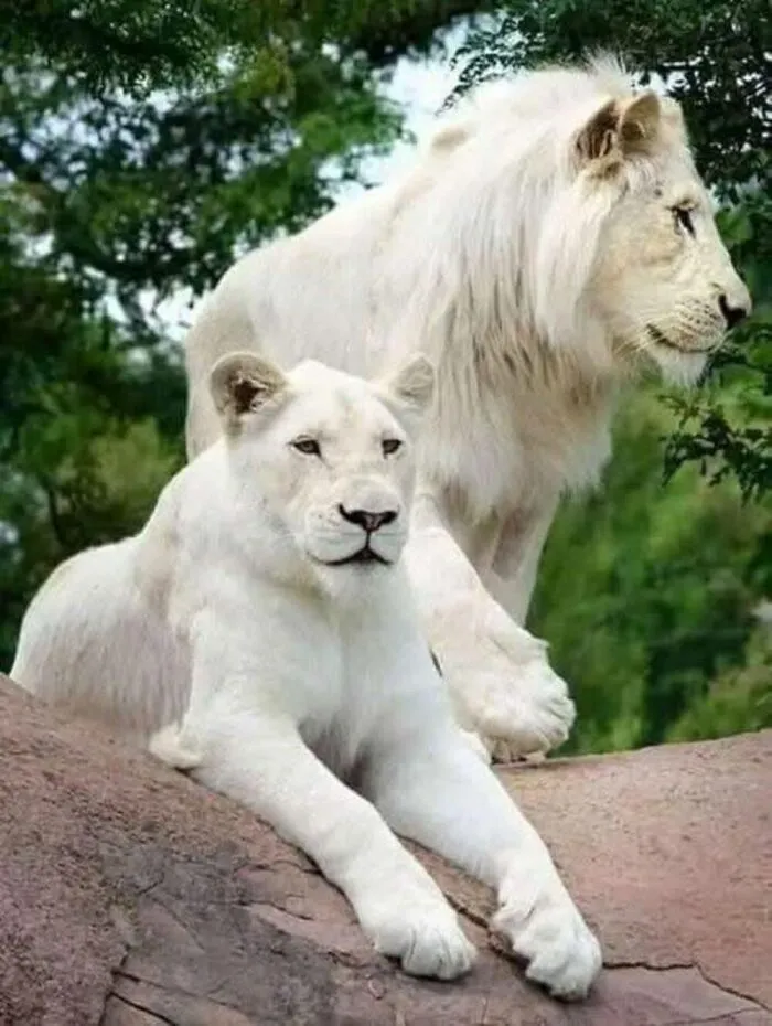 40 Times Nature "Ran Out Of Ink" And Created These Breathtakingly Beautiful Albino Animals