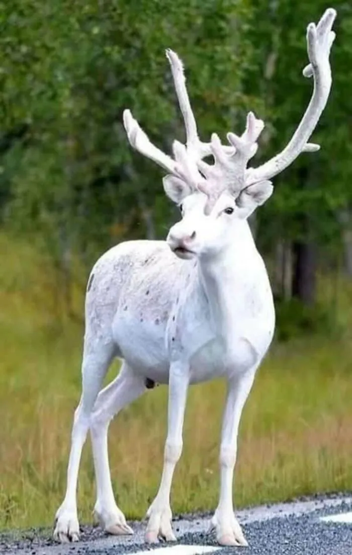 40 Times Nature "Ran Out Of Ink" And Created These Breathtakingly Beautiful Albino Animals