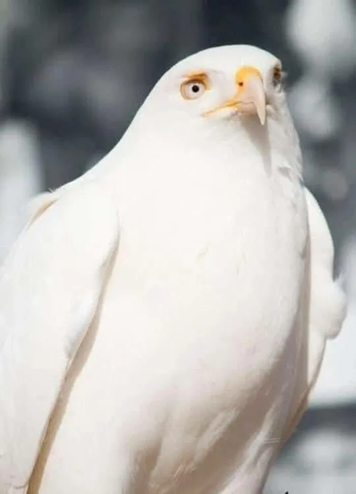 40 Times Nature "Ran Out Of Ink" And Created These Breathtakingly Beautiful Albino Animals