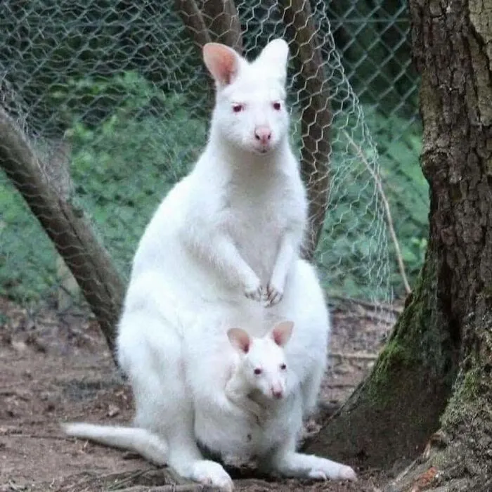 40 Times Nature "Ran Out Of Ink" And Created These Breathtakingly Beautiful Albino Animals