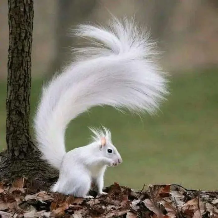 40 Times Nature "Ran Out Of Ink" And Created These Breathtakingly Beautiful Albino Animals