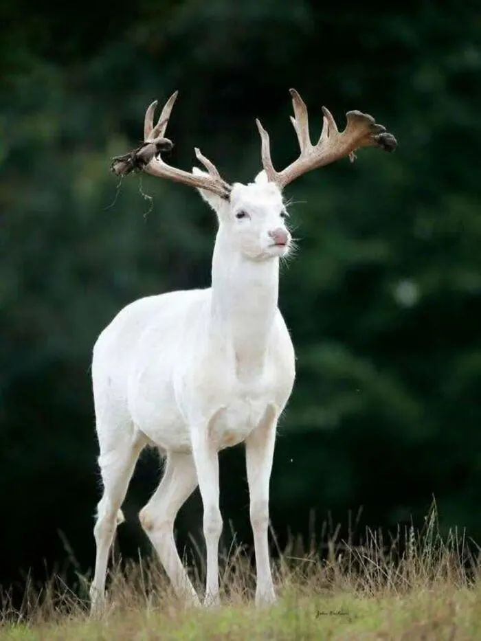 This Facebook Page Is Dedicated To Rare Albino Animals, And These Photos Show Just How Stunning Nature Can Be (40 Pics)