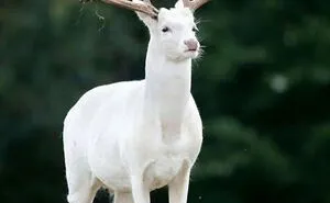 40 Times Nature "Ran Out Of Ink" And Created These Breathtakingly Beautiful Albino Animals