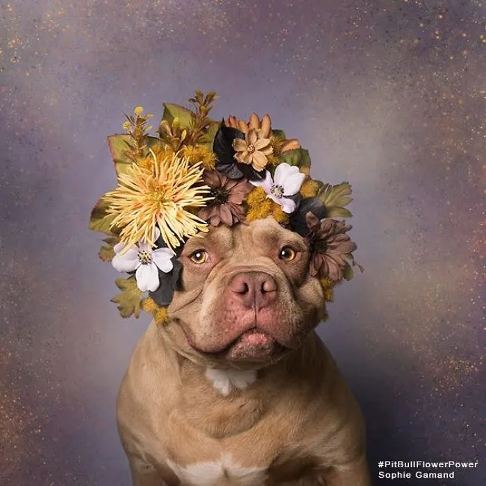 “He Isn’t A Pit Bull, He Is A Flower Dog!”: 26 New Photos Changing Perception One Person At A Time