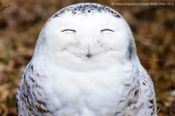 30 Fotos divertidas de fauna captadas en el momento justo