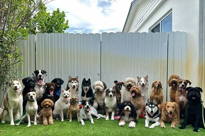 This Dog Daycare Has Mastered Getting Dozens Of Dogs To Pose Together, And Here Are 31 Of Their New Group Photos