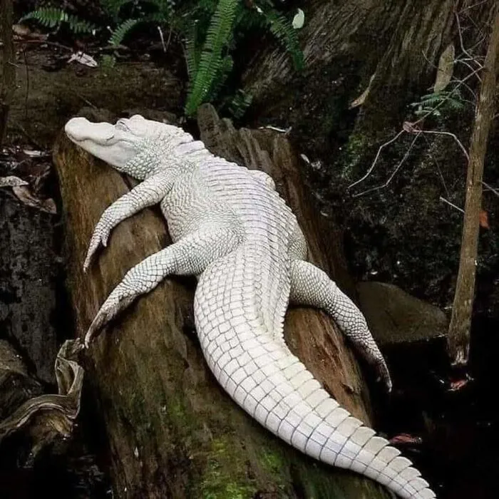 40 Times Nature "Ran Out Of Ink" And Created These Breathtakingly Beautiful Albino Animals