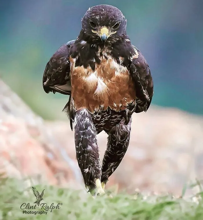 30 Fotos divertidas de fauna captadas en el momento justo