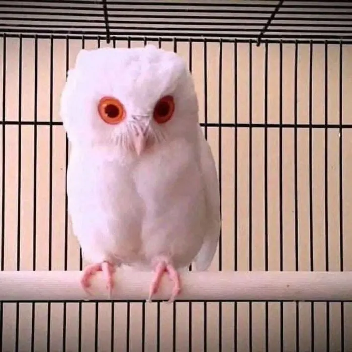 40 Times Nature "Ran Out Of Ink" And Created These Breathtakingly Beautiful Albino Animals