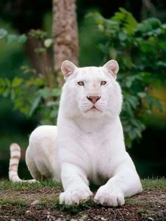 40 Times Nature "Ran Out Of Ink" And Created These Breathtakingly Beautiful Albino Animals