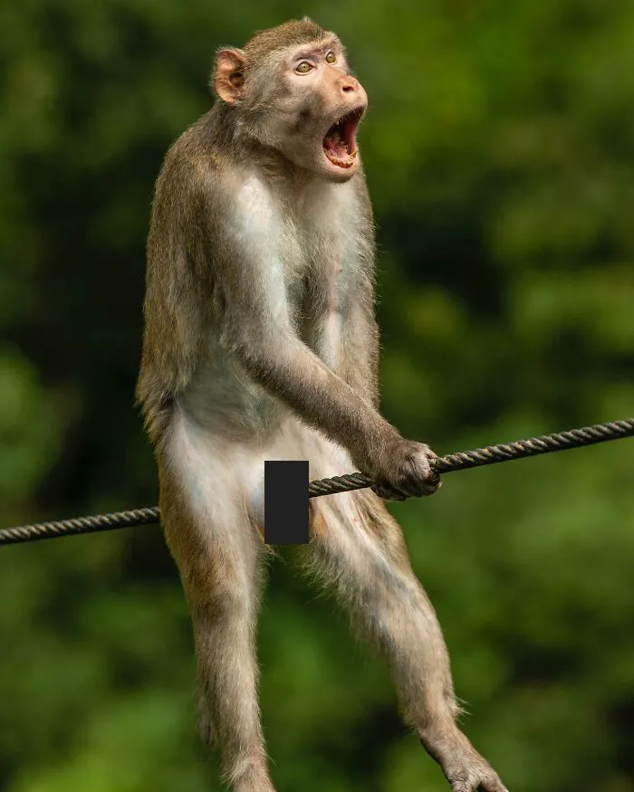 30 Fotos divertidas de fauna captadas en el momento justo