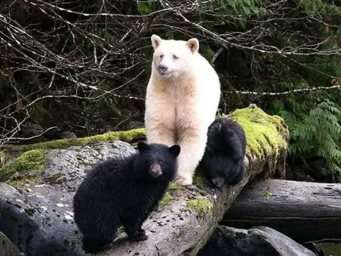 This Facebook Page Is Dedicated To Rare Albino Animals, And These Photos Show Just How Stunning Nature Can Be (40 Pics)