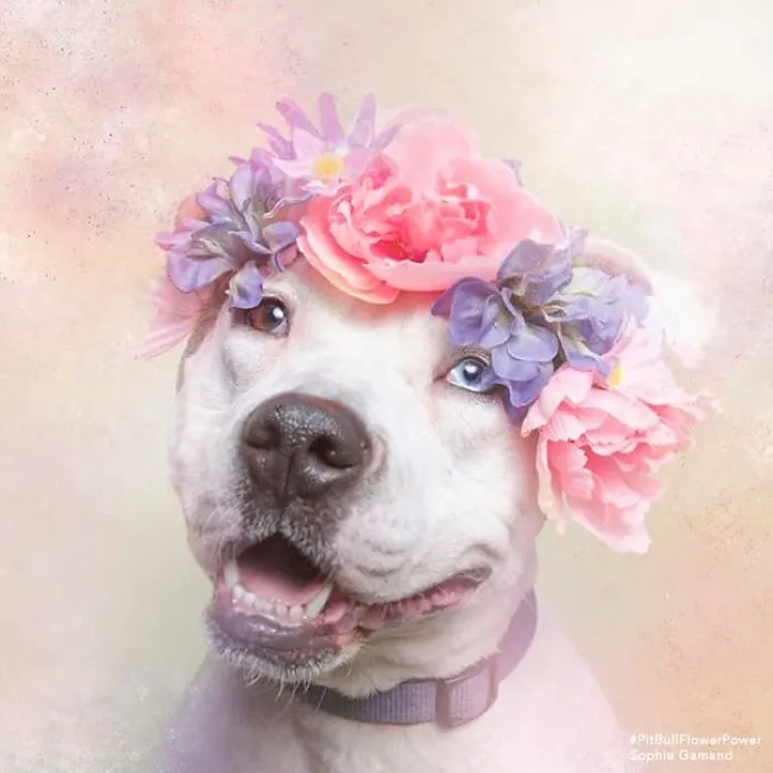 “He Isn’t A Pit Bull, He Is A Flower Dog!”: 26 New Photos Changing Perception One Person At A Time