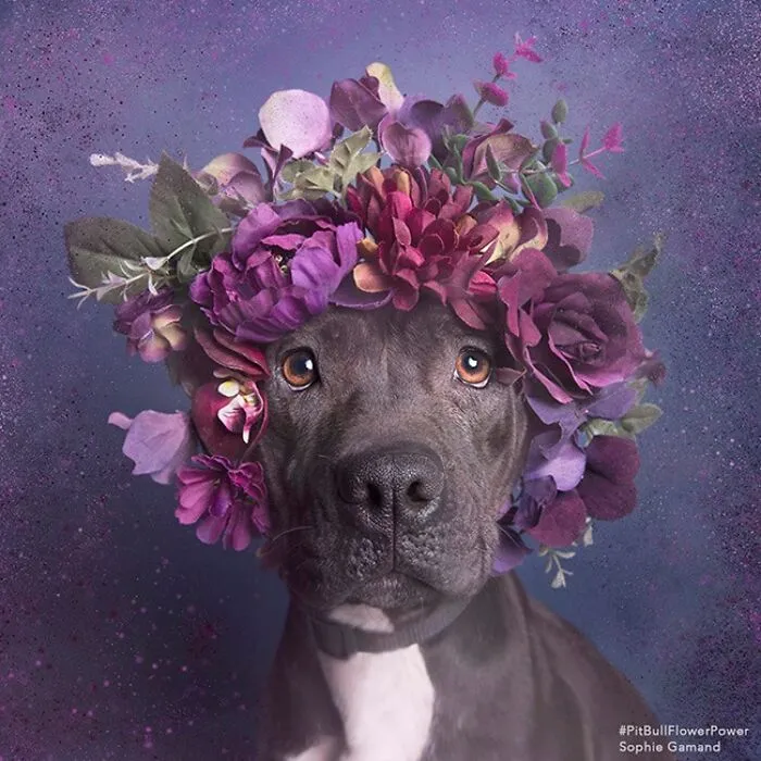 “He Isn’t A Pit Bull, He Is A Flower Dog!”: 26 New Photos Changing Perception One Person At A Time