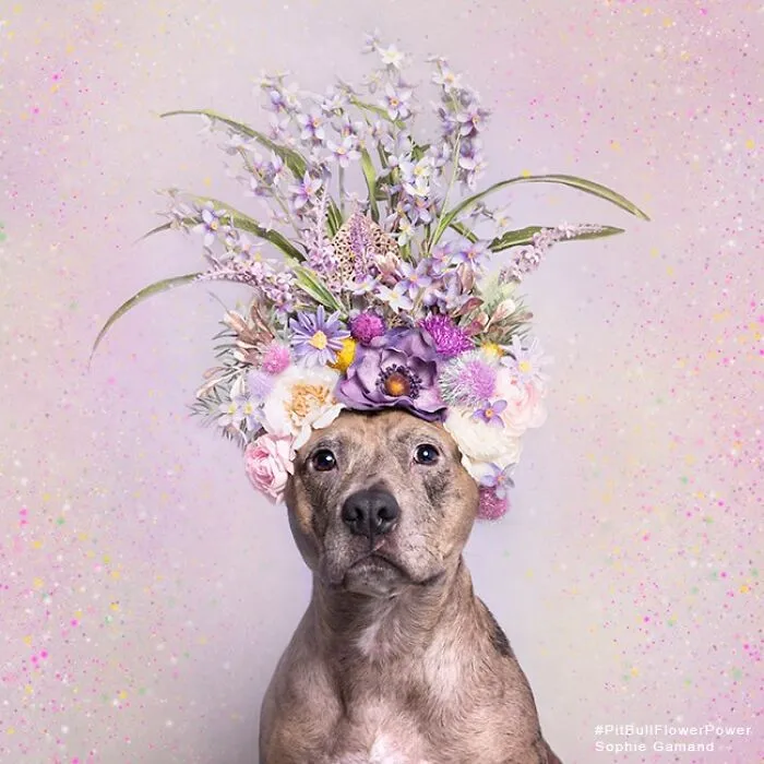 “He Isn’t A Pit Bull, He Is A Flower Dog!”: 26 New Photos Changing Perception One Person At A Time