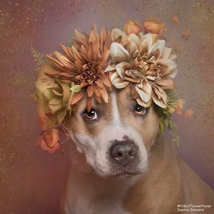 “He Isn’t A Pit Bull, He Is A Flower Dog!”: 26 New Photos Changing Perception One Person At A Time