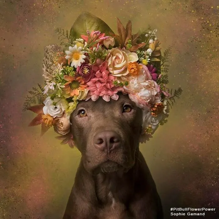 “He Isn’t A Pit Bull, He Is A Flower Dog!”: 26 New Photos Changing Perception One Person At A Time