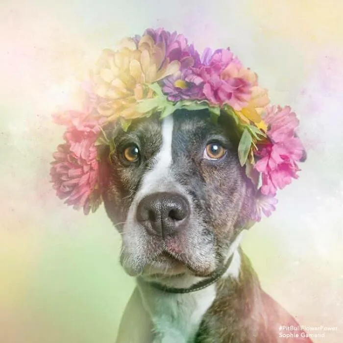 “He Isn’t A Pit Bull, He Is A Flower Dog!”: 26 New Photos Changing Perception One Person At A Time