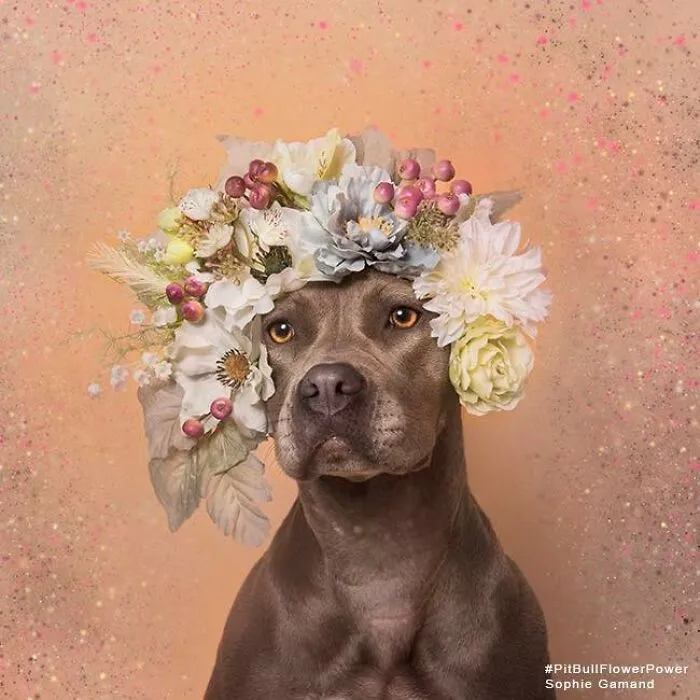 “He Isn’t A Pit Bull, He Is A Flower Dog!”: 26 New Photos Changing Perception One Person At A Time