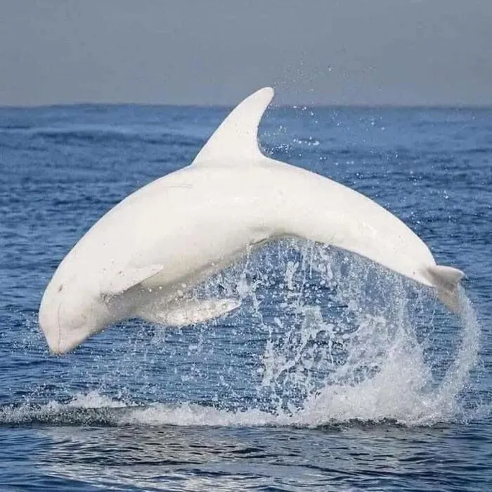 40 Times Nature "Ran Out Of Ink" And Created These Breathtakingly Beautiful Albino Animals