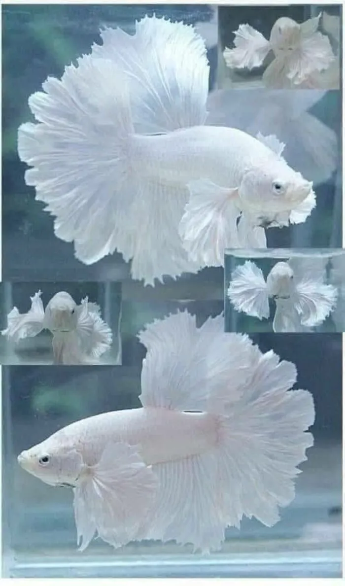 40 Times Nature "Ran Out Of Ink" And Created These Breathtakingly Beautiful Albino Animals