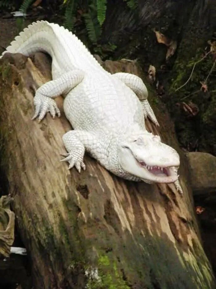 40 Times Nature "Ran Out Of Ink" And Created These Breathtakingly Beautiful Albino Animals