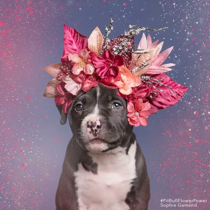 “He Isn’t A Pit Bull, He Is A Flower Dog!”: 26 New Photos Changing Perception One Person At A Time