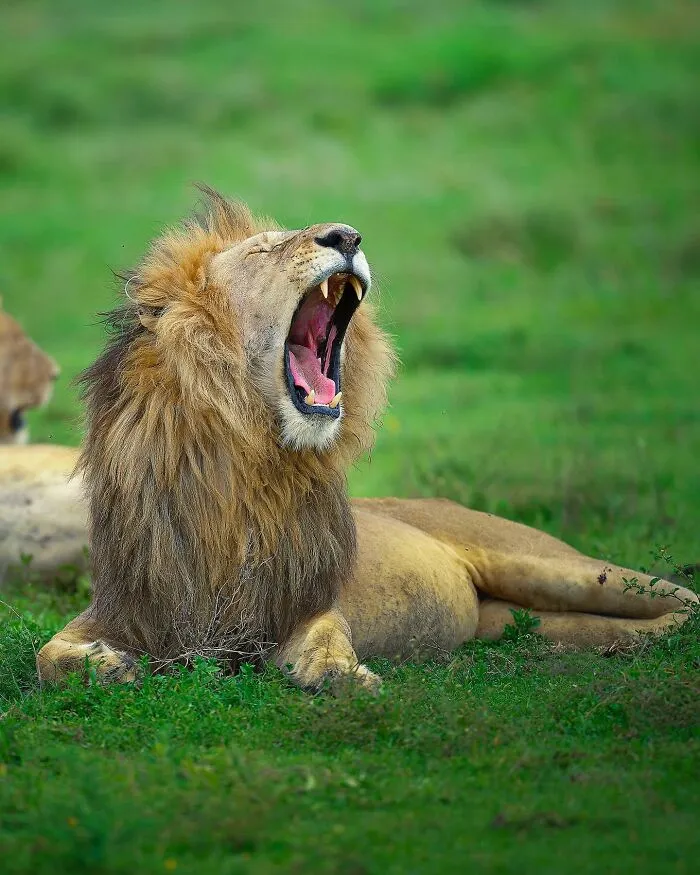 32 Powerful Animal Photos By Ze Da Quinta That Show Wildlife From Up Close