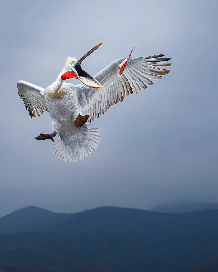32 Powerful Animal Photos By Ze Da Quinta That Show Wildlife From Up Close