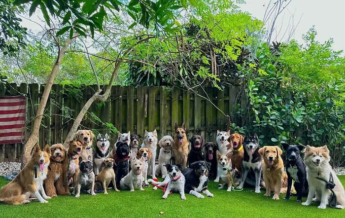 This Dog Daycare Has Mastered Getting Dozens Of Dogs To Pose Together, And Here Are 31 Of Their New Group Photos