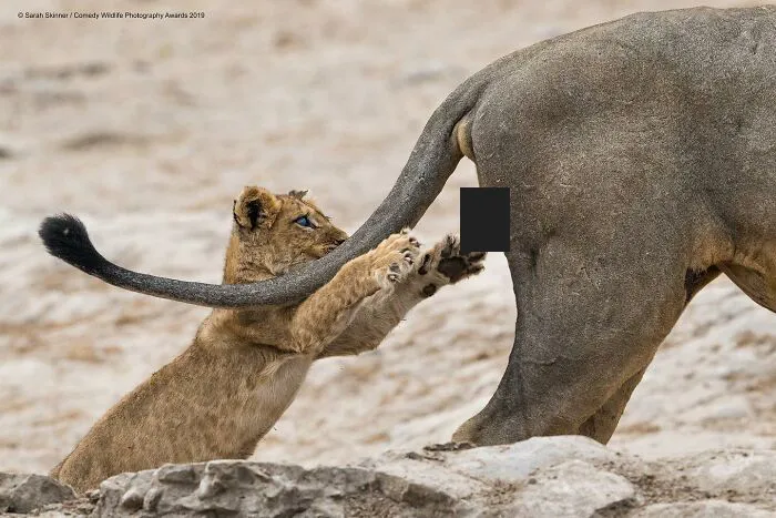 30 Fotos divertidas de fauna captadas en el momento justo