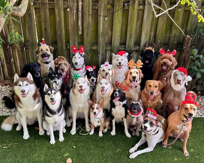This Dog Daycare Has Mastered Getting Dozens Of Dogs To Pose Together, And Here Are 31 Of Their New Group Photos