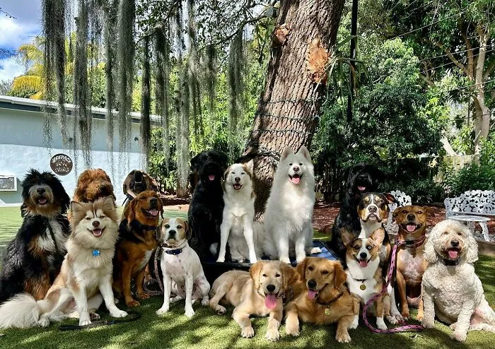 This Dog Daycare Has Mastered Getting Dozens Of Dogs To Pose Together, And Here Are 31 Of Their New Group Photos